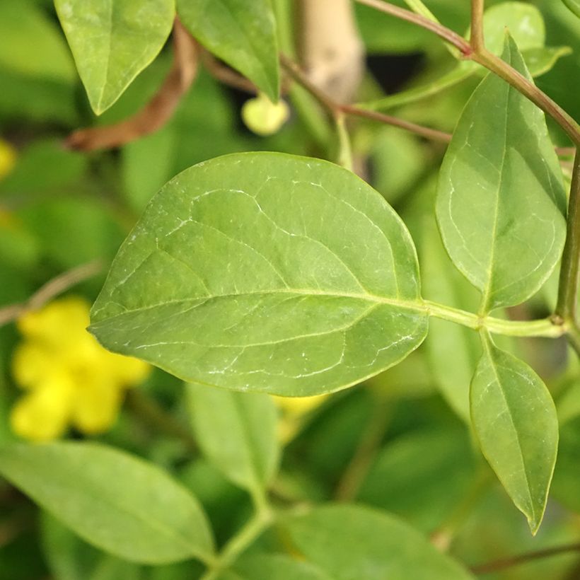 Jasminum humile Revolutum - Italian Jasmine (Foliage)