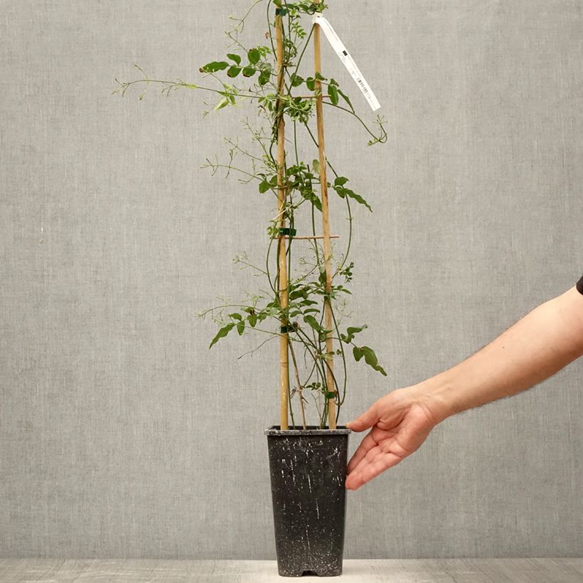 Jasminum polyanthum - Pink Jasmine 2L/3L pot sample as delivered in summer
