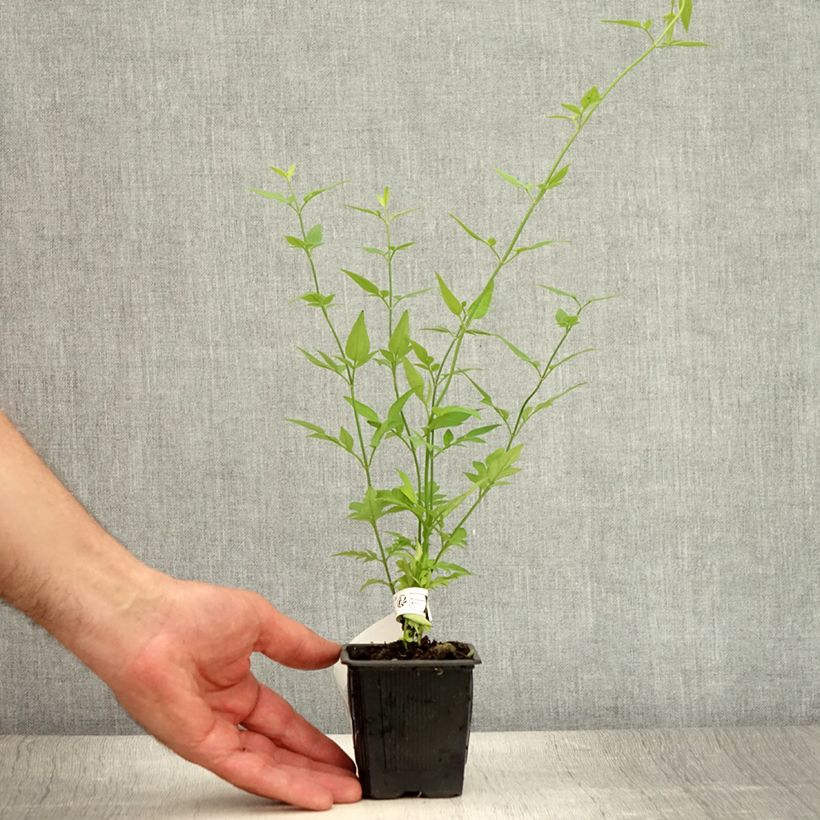 Jasminum x stephanense 8/9 cm pot sample as delivered in summer
