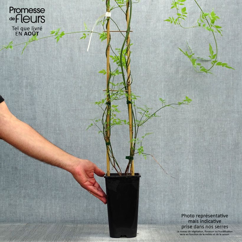 Jasminum officinalis Affinis - Common jasmine 1.5L/2L pot sample as delivered in summer