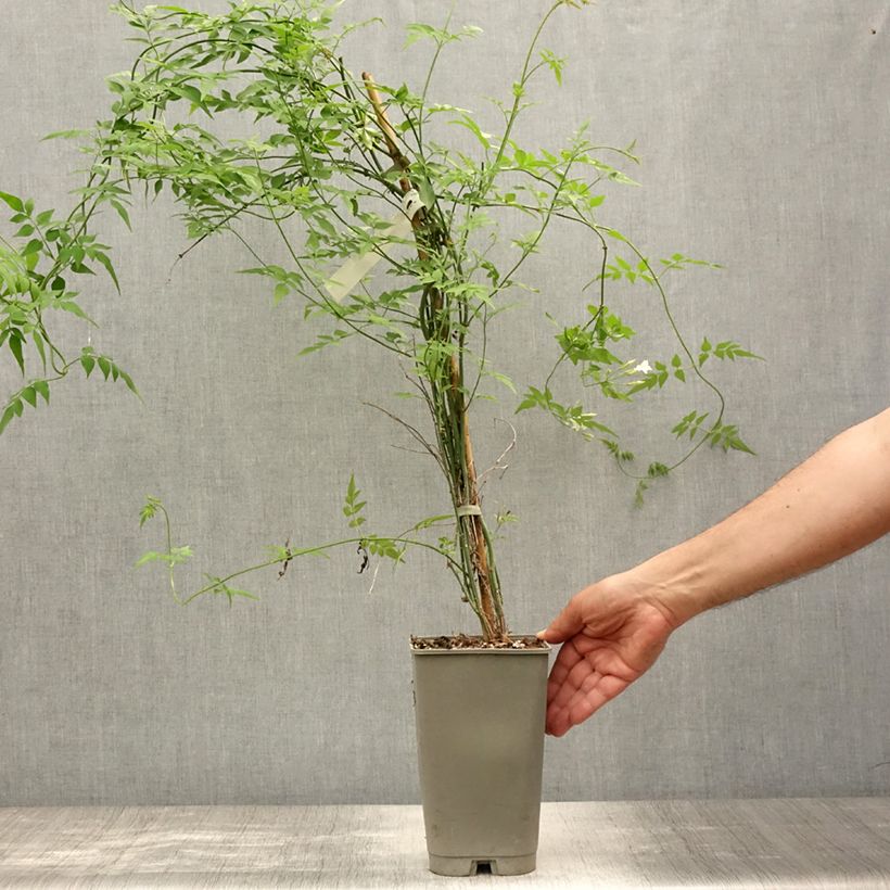 Jasminum officinalis Affinis - Common jasmine 3L/4L pot sample as delivered in summer