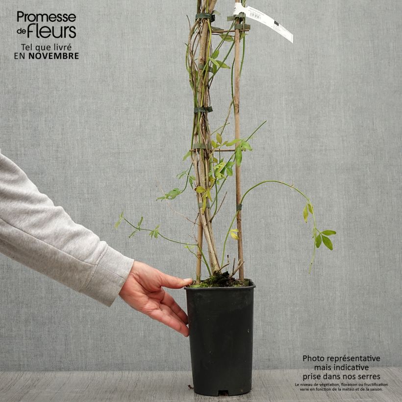 Jasminum mesnyi - Primrose Jasmine 2L/3L pot sample as delivered in autumn