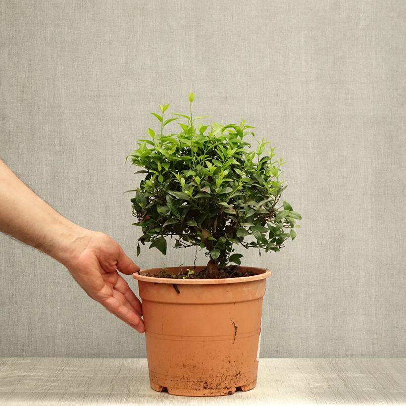 Jasminum multipartitum - Starry Wild Jasmine 2L/3L pot sample as delivered in summer