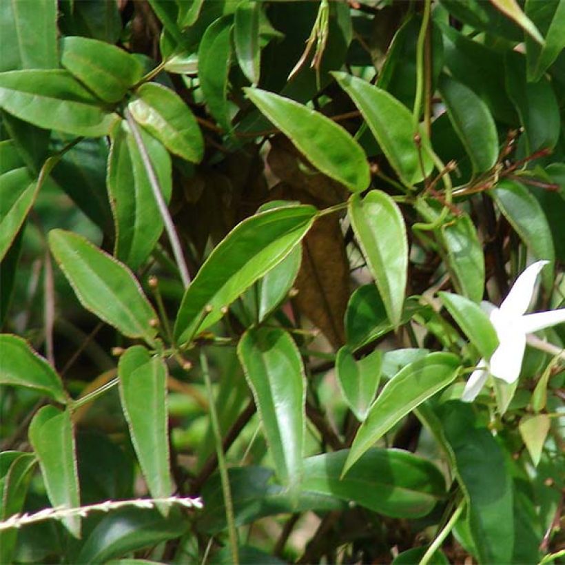 Jasminum polyanthum - Pink Jasmine (Flowering)