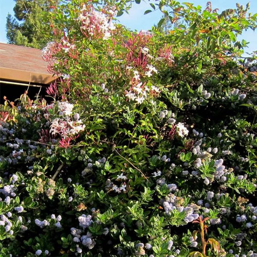 Jasminum polyanthum - Pink Jasmine (Plant habit)