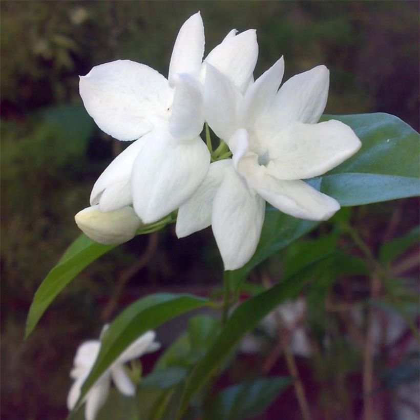 Jasminum sambac - Arabian Jasmine (Flowering)