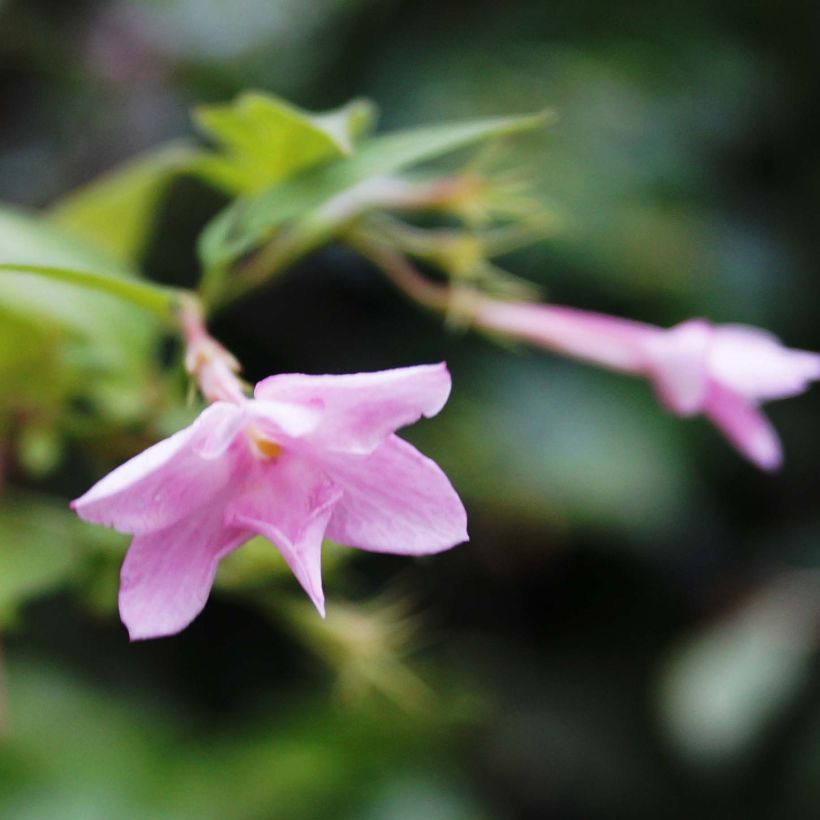 Jasminum x stephanense (Flowering)