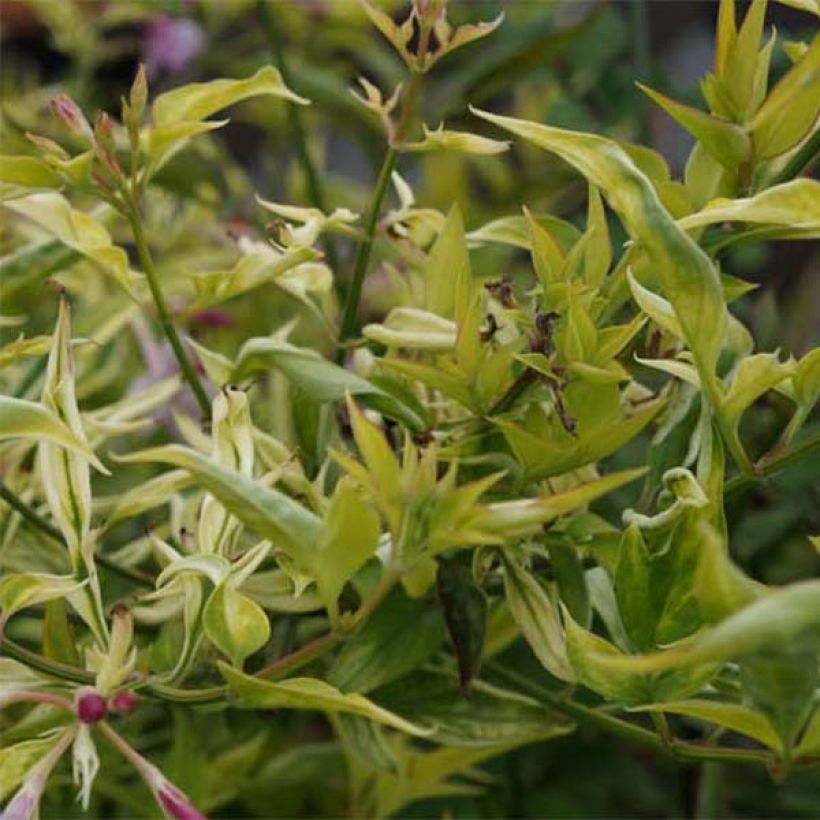 Jasminum x stephanense (Foliage)