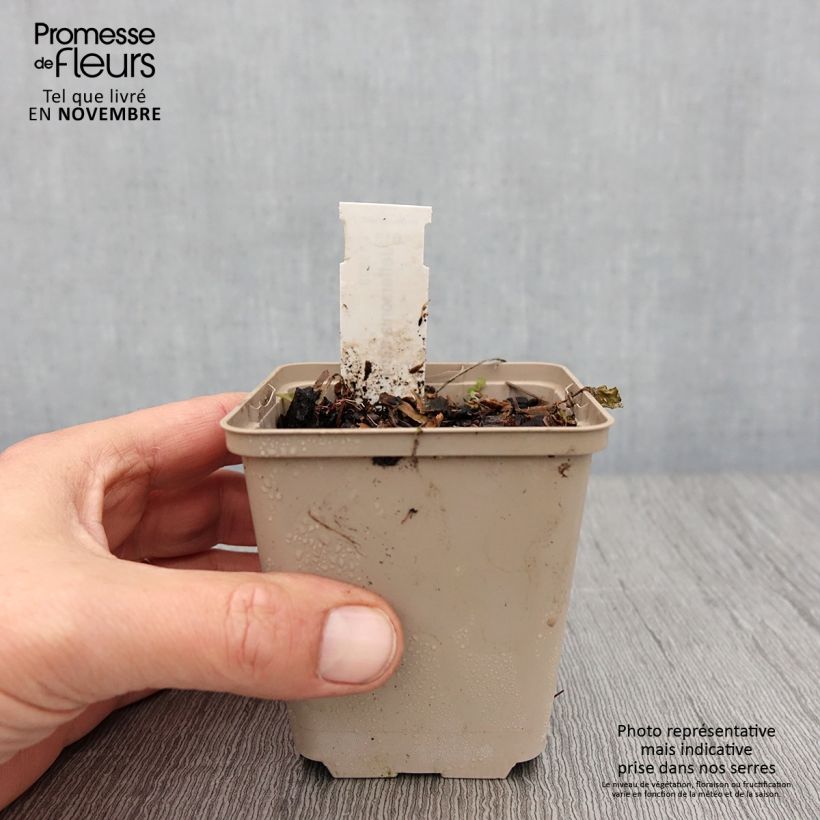 Jeffersonia diphylla 8/9 cm pot sample as delivered in autumn