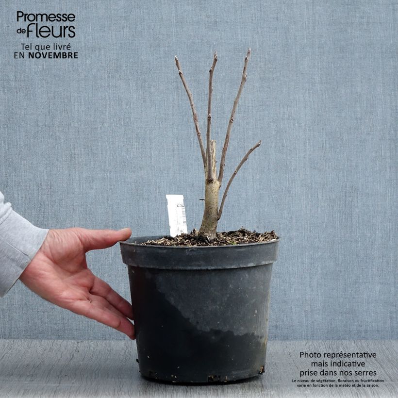 Black Walnut - Juglans nigra 4L/5L pot sample as delivered in autumn