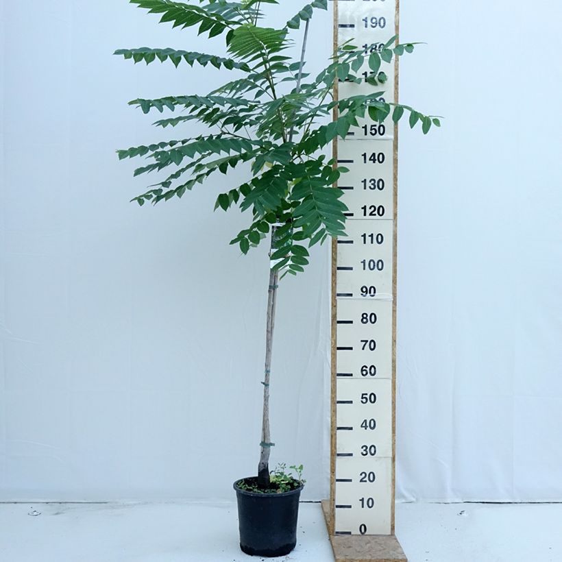 Black Walnut - Juglans nigra 7.5L/10L pot sample as delivered in summer