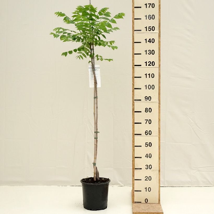Black Walnut - Juglans nigra 7.5L/10L pot sample as delivered in spring