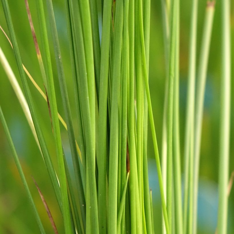 Juncus effusus (Foliage)