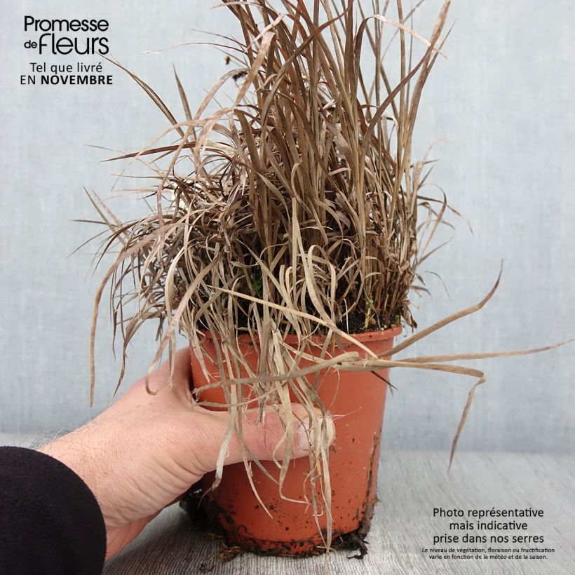 Juncus ensifolius 1L/1.5L pot sample as delivered in autumn