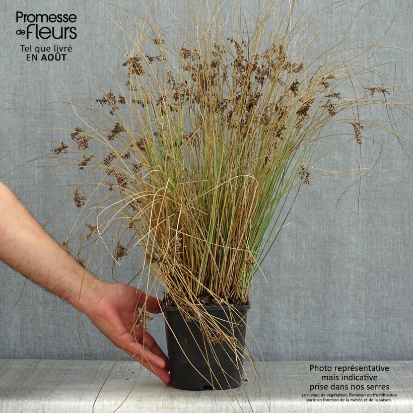 Juncus inflexus Blue Arrows 2L/3L pot sample as delivered in summer