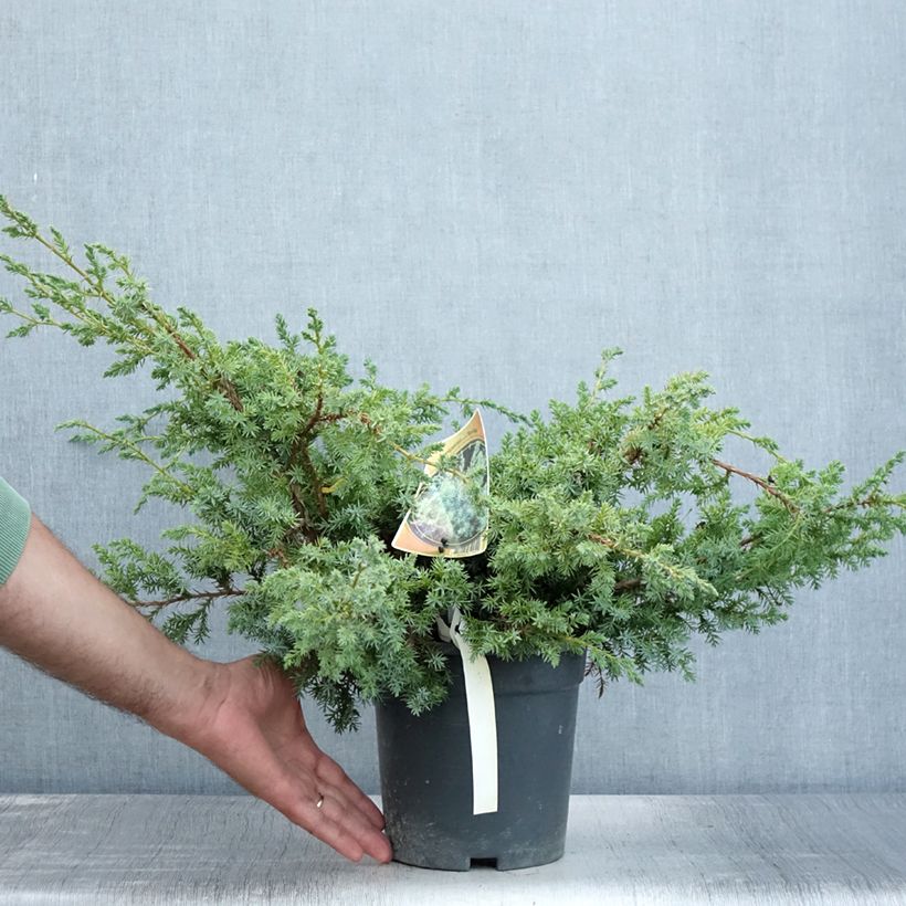 Juniperus chinensis Blue Alps 2L/3L pot sample as delivered in summer