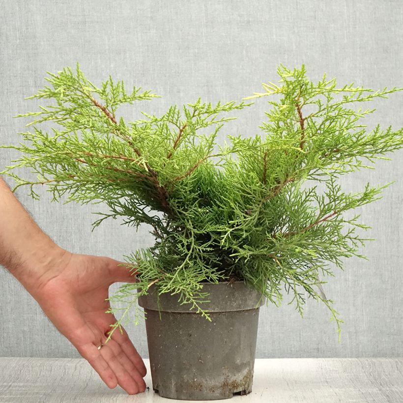 Juniperus pfitzeriana Golden Saucer 2L/3L pot sample as delivered in summer