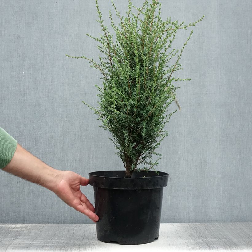 Juniperus communis Arnold 7.5L/10L pot sample as delivered in summer