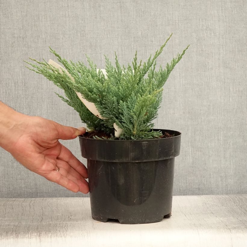 Juniperus horizontalis Blue Chip 2L/3L pot sample as delivered in summer