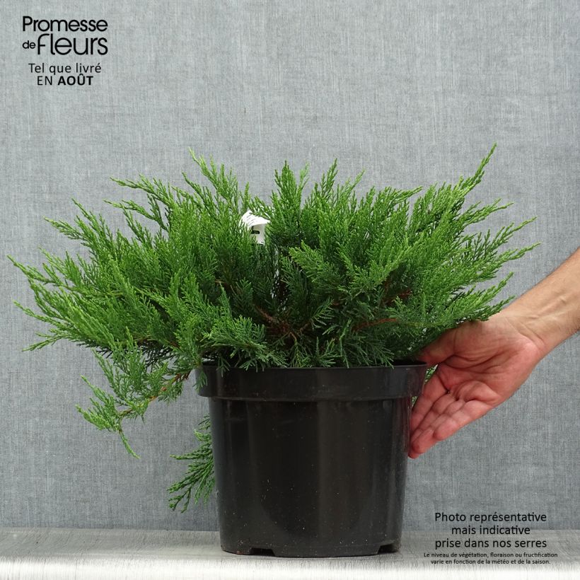 Juniperus sabina Tamariscifolia 7.5L/10L pot sample as delivered in summer