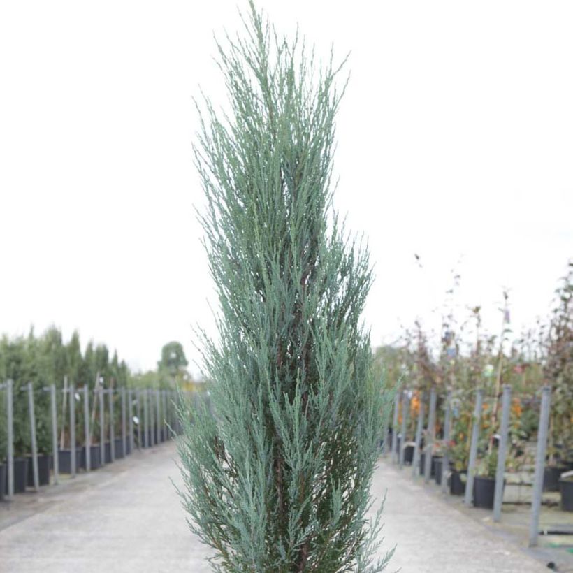 Virginia Juniper - Juniperus scopulorum Blue Arrow (Plant habit)