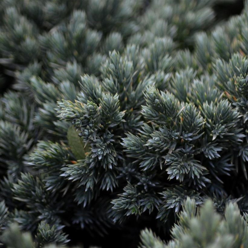 Juniperus squamata Blue Star - Scale juniper (Foliage)