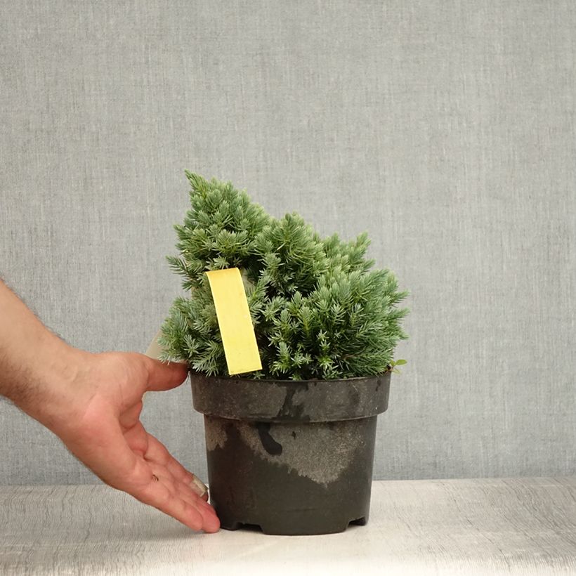 Juniperus squamata Blue Star - Scale juniper 2L/3L pot sample as delivered in summer