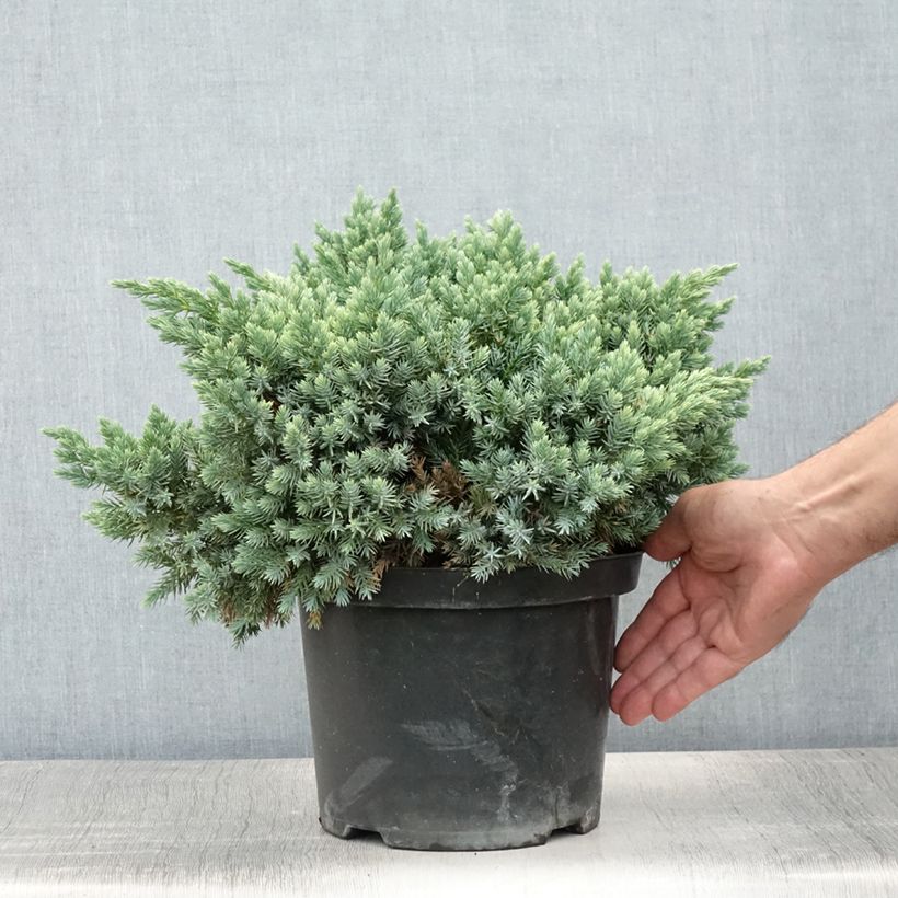 Juniperus squamata Blue Star - Scale juniper 3L/4L pot sample as delivered in summer