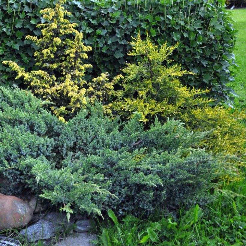 Juniperus squamata Blue Swede (Plant habit)