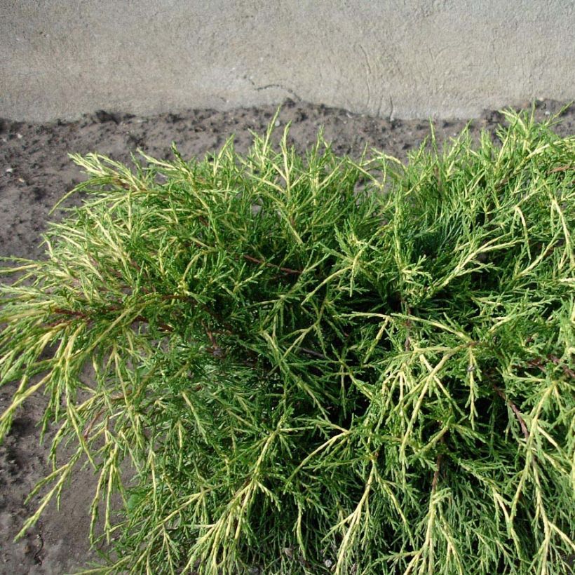 Juniperus pfitzeriana Gold Coast (Foliage)