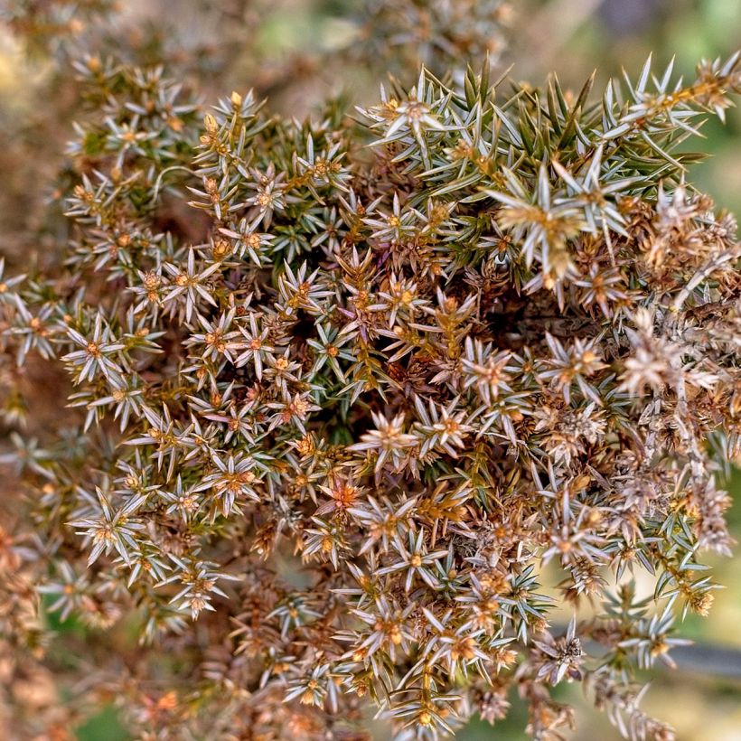 Juniperus communis Hibernica (Foliage)