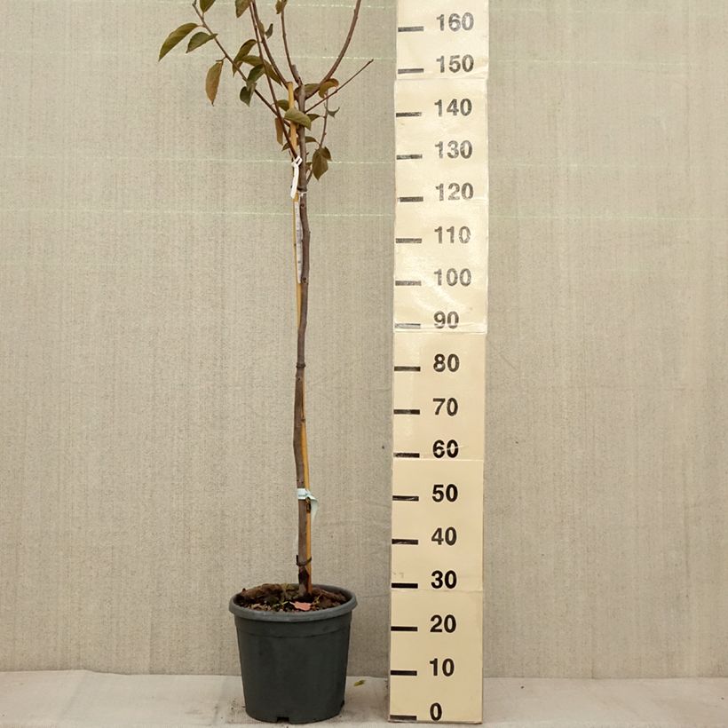 Diospyros kaki Fuyu - Persimmon 7.5L/10L pot, Half standard sample as delivered in autumn