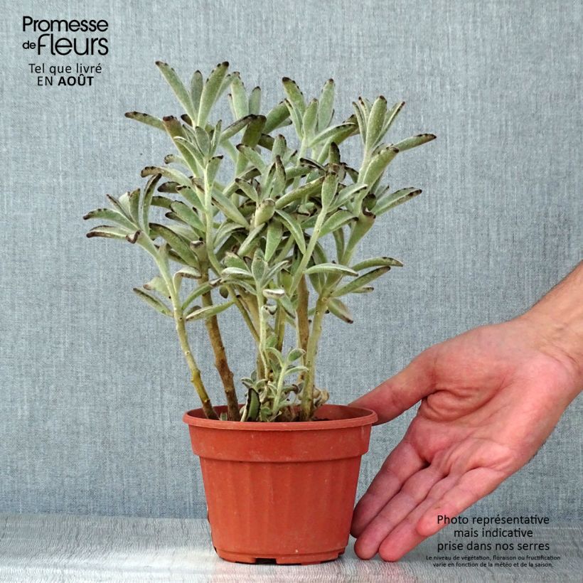 Kalanchoe tomentosa Pot de 13 cm sample as delivered in summer