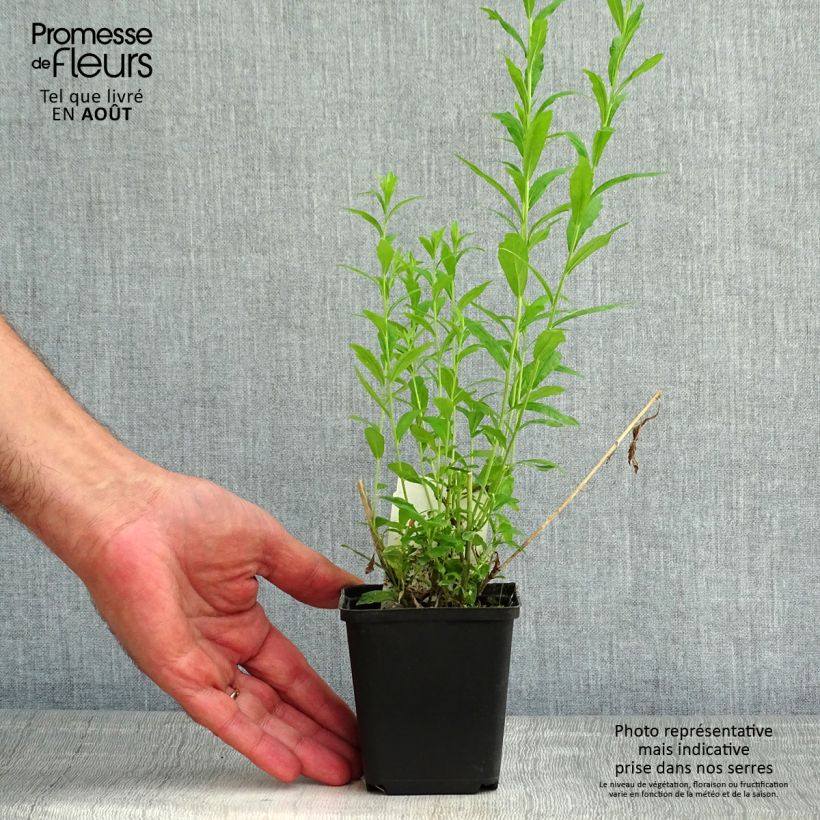 Kalimeris incisa Alba 8/9 cm pot sample as delivered in summer