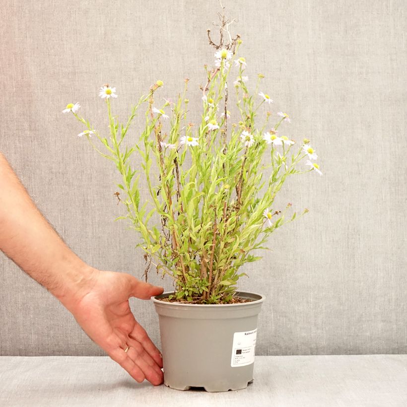 Kalimeris incisa Charlotte 2L/3L pot sample as delivered in summer