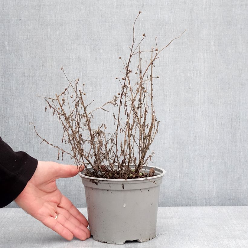 Kalimeris incisa Charlotte 2L/3L pot sample as delivered in winter