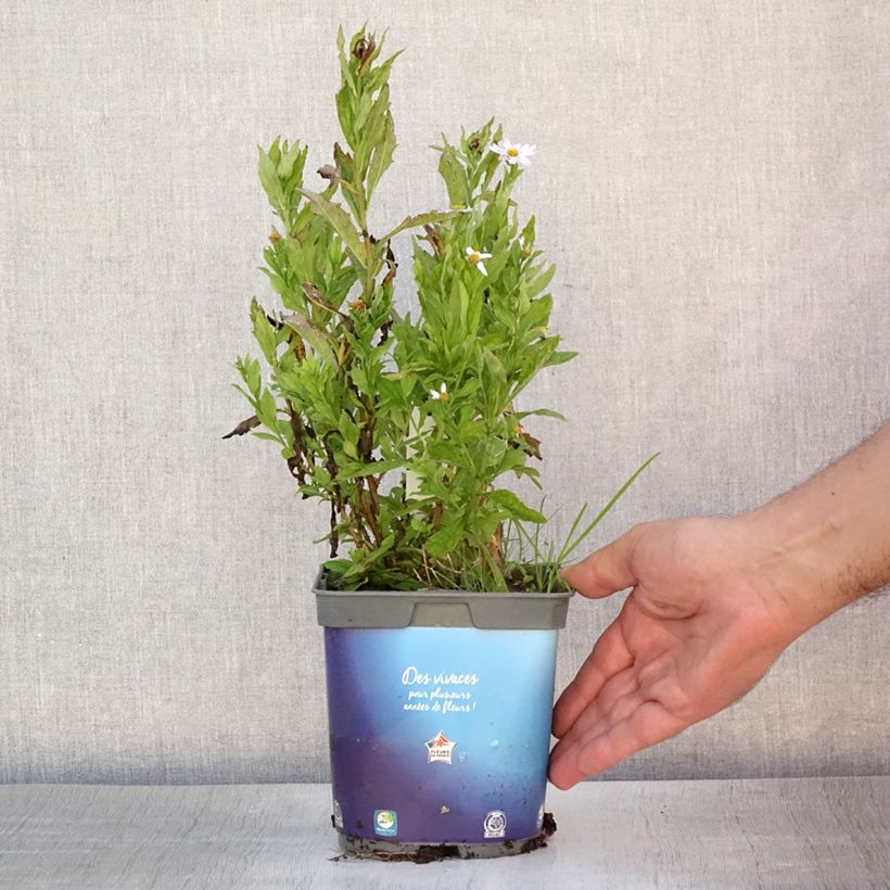 Kalimeris incisa 2L/3L pot sample as delivered in summer