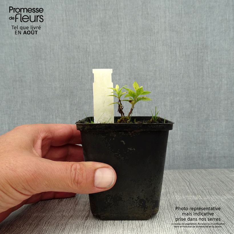 Kalimeris yomena Shogun 8/9 cm pot sample as delivered in summer