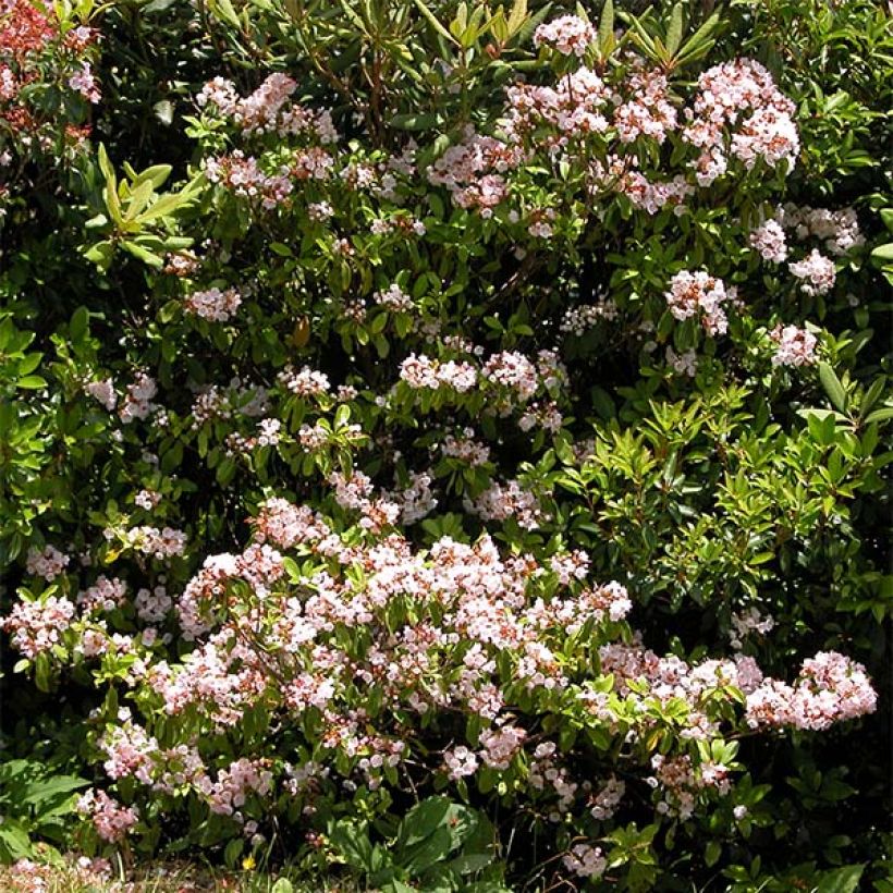 Kalmia latifolia - Mountain Laurel (Flowering)