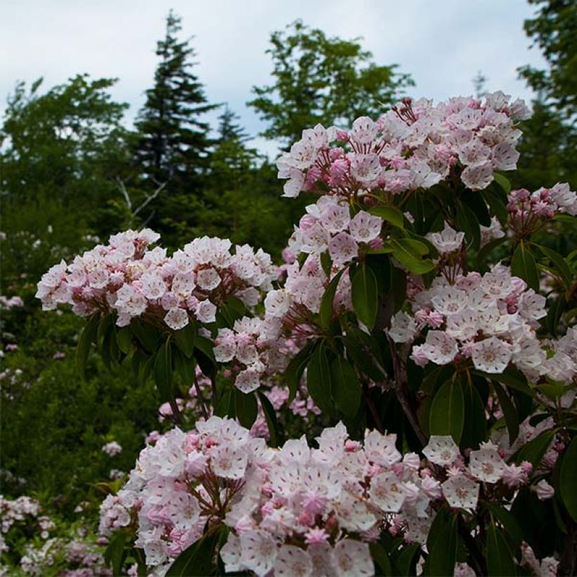 Kalmia latifolia - Mountain Laurel (Plant habit)