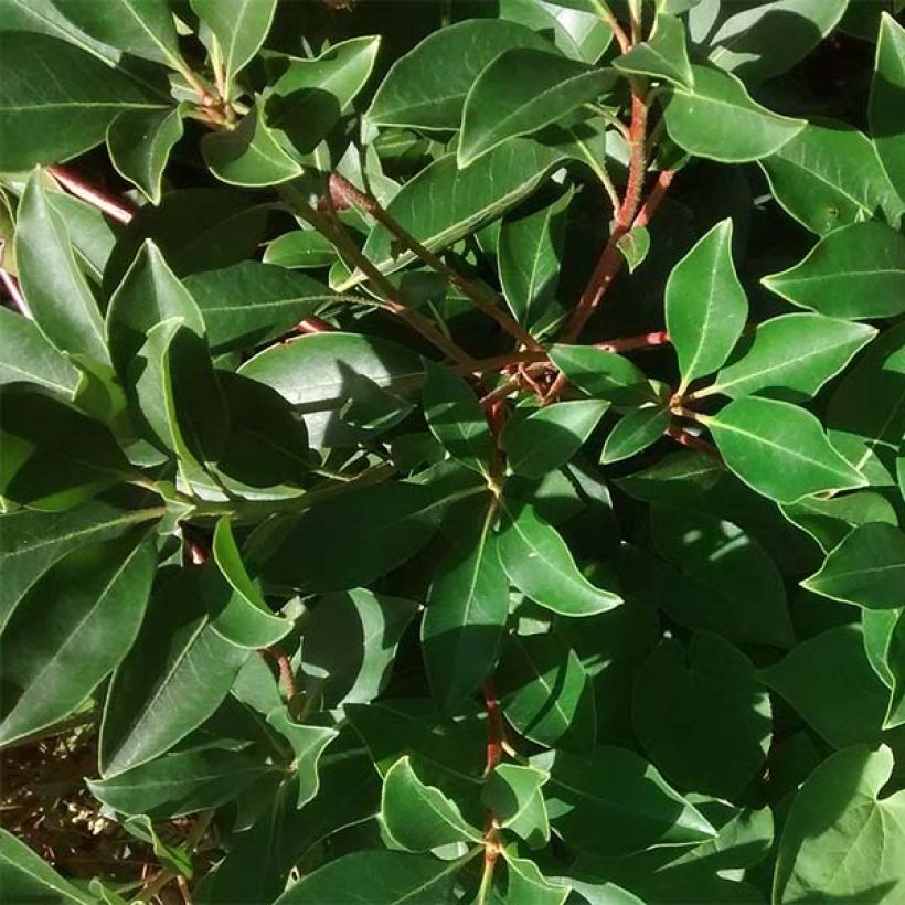 Kalmia latifolia f. fuscata Freckles - Mountain Laurel (Foliage)