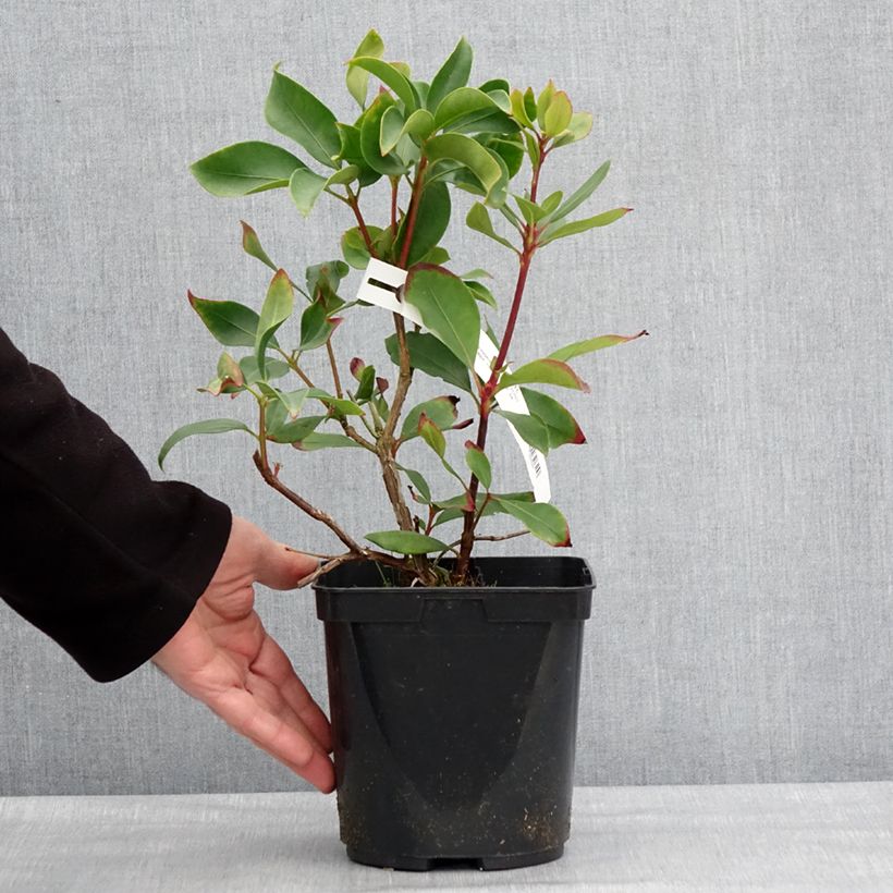 Kalmia latifolia Ideal - Mountain Laurel 3L/4L pot sample as delivered in winter