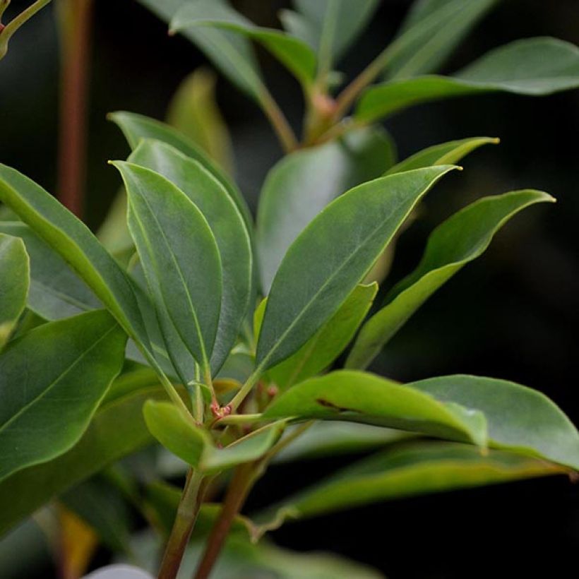 Kalmia latifolia Latchmin - Mountain Laurel (Foliage)