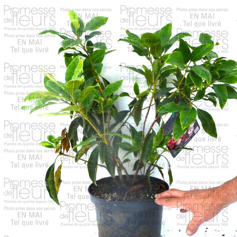 Example of Kalmia latifolia Madeline - Mountain Laurel 4L/5L pot specimen as delivered