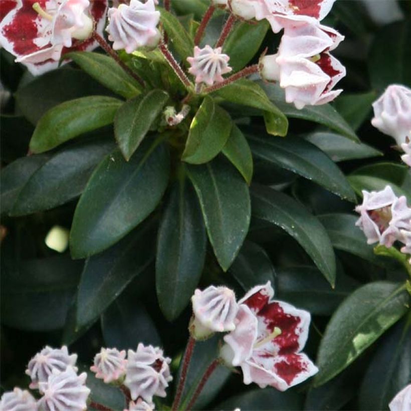 Kalmia latifolia Minuet - Mountain Laurel (Foliage)