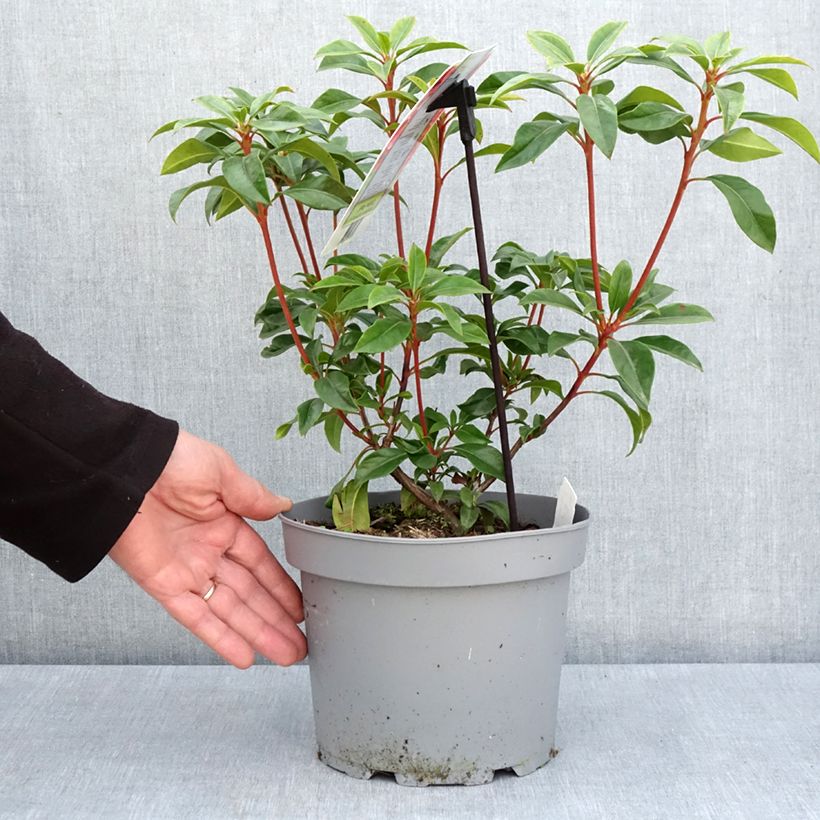 Kalmia latifolia Otsbo Red - Mountain Laurel 2L/3L pot sample as delivered in spring