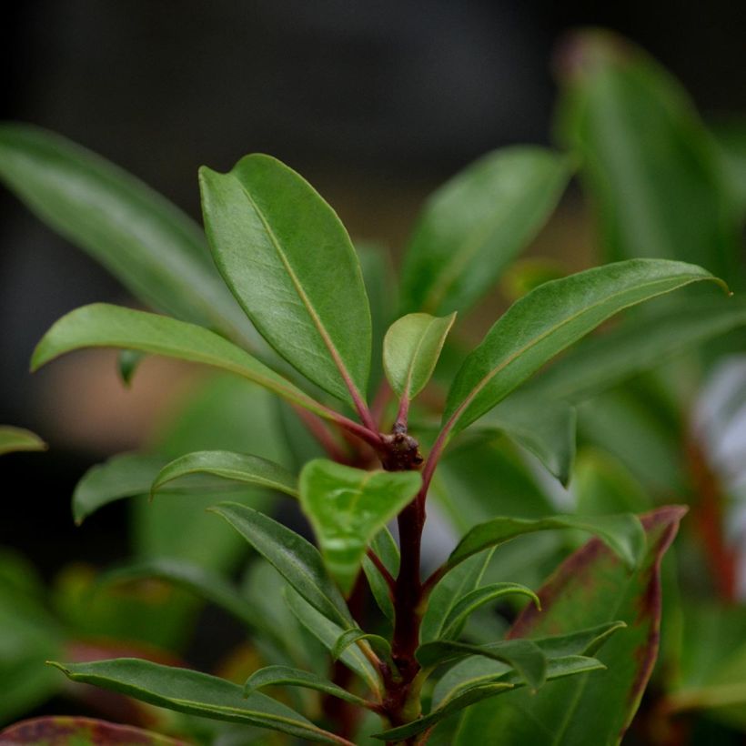 Kalmia latifolia Pinkobello - Mountain Laurel (Foliage)