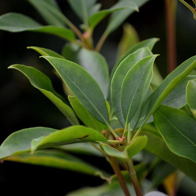 Kalmia latifolia Tad - Mountain Laurel (Foliage)