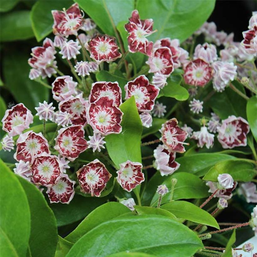 Kalmia latifolia Tad - Mountain Laurel (Flowering)
