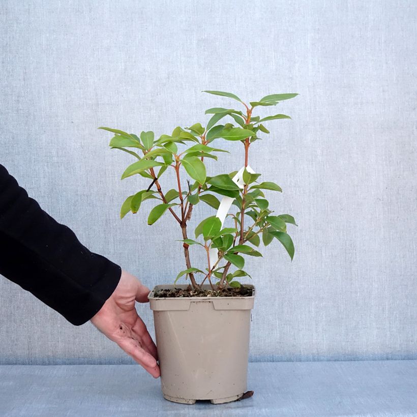 Kalmia latifolia Windmill - Mountain Laurel 3L/4L pot sample as delivered in winter